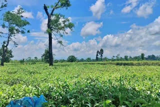 ASSAM TEA CRISIS