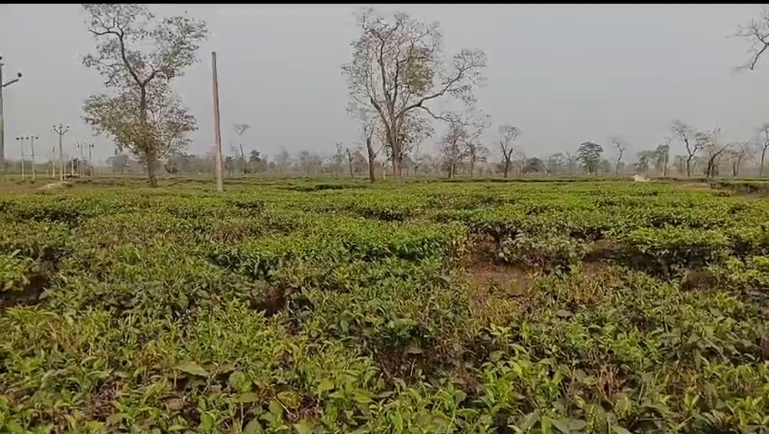 ASSAM TEA CRISIS
