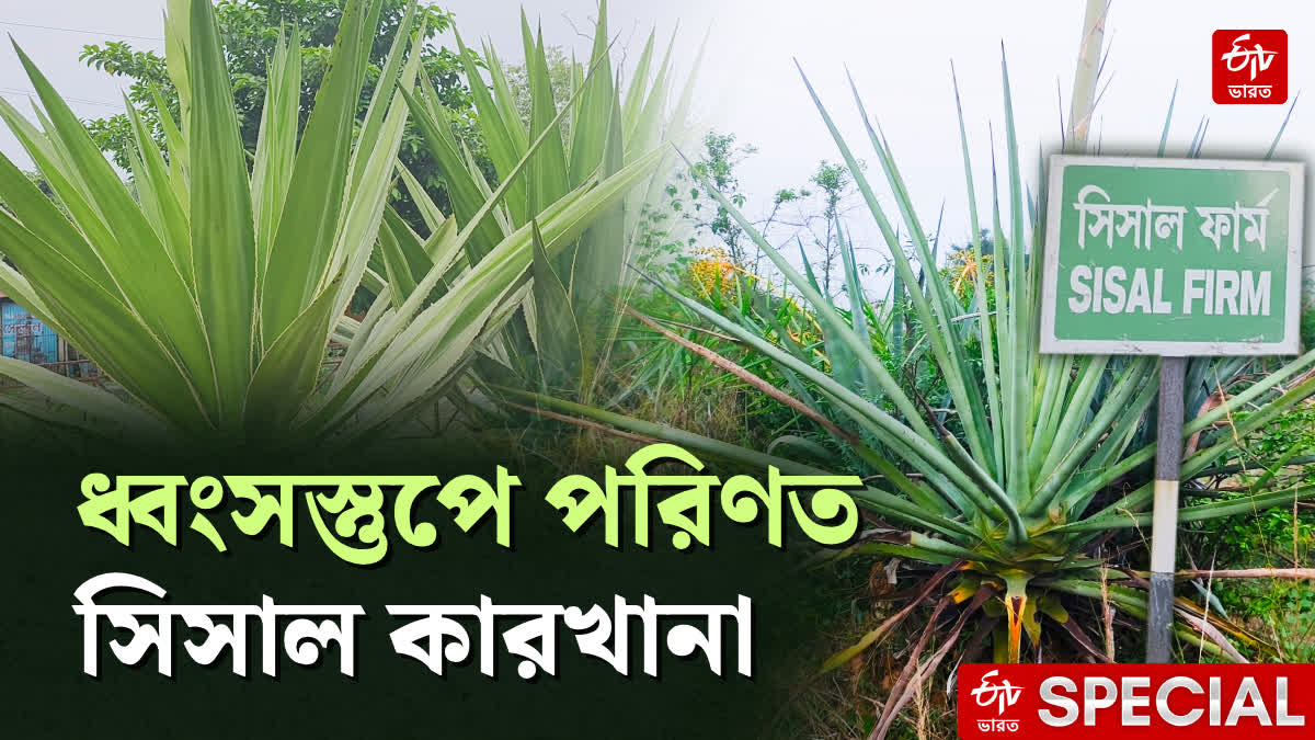 উত্তাল সমুদ্রে বাংলার সিসাল দড়ি দিয়ে বাঁধা হত জাহাজ , বিধান রায়ের তৈরি কারখানা এখন ধ্বংসস্তুপ