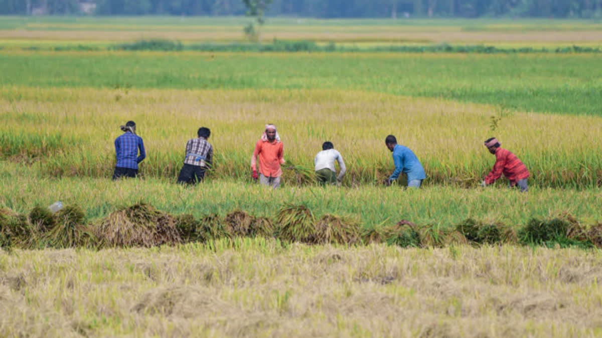 Kharif Sowing Area Down 17.69 Lakh Hectares From Last Year As Rice Coverage Falls: MoAFW