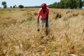 A farmer closely inspects wheat crop at his feild that was damaged due to sudden spell of rains accompanied by strong wind