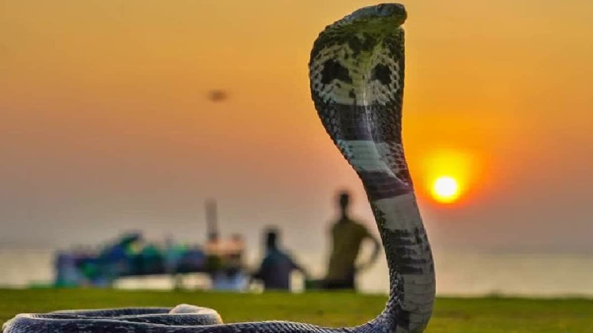 UP: Man Claims Wife Turns Into 'Nagin' At Night, Scares Him; Seeks DM's Help In Sitapur