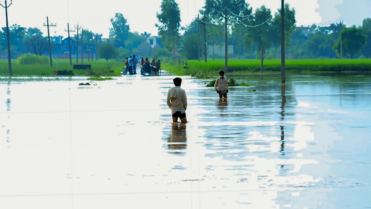 People wade through submerged areas after a rise in water level in the Ghaggar River, which has overflowed into fields and villages damaging crops on several acres, in Patiala.