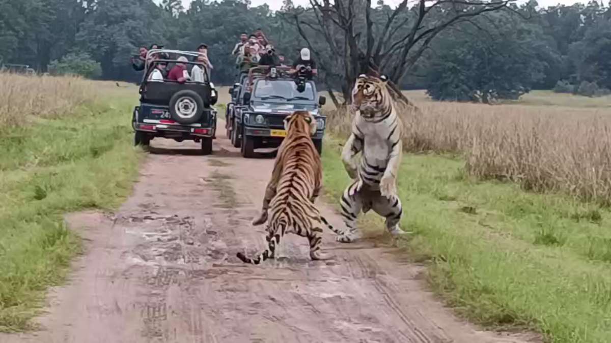Tiger T 125 impressing tigress