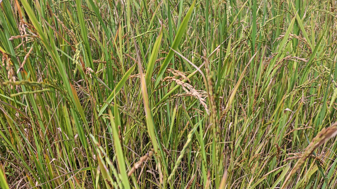 Agricultural scientist tips