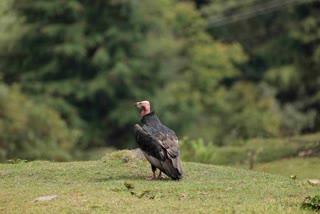 red headed vulture