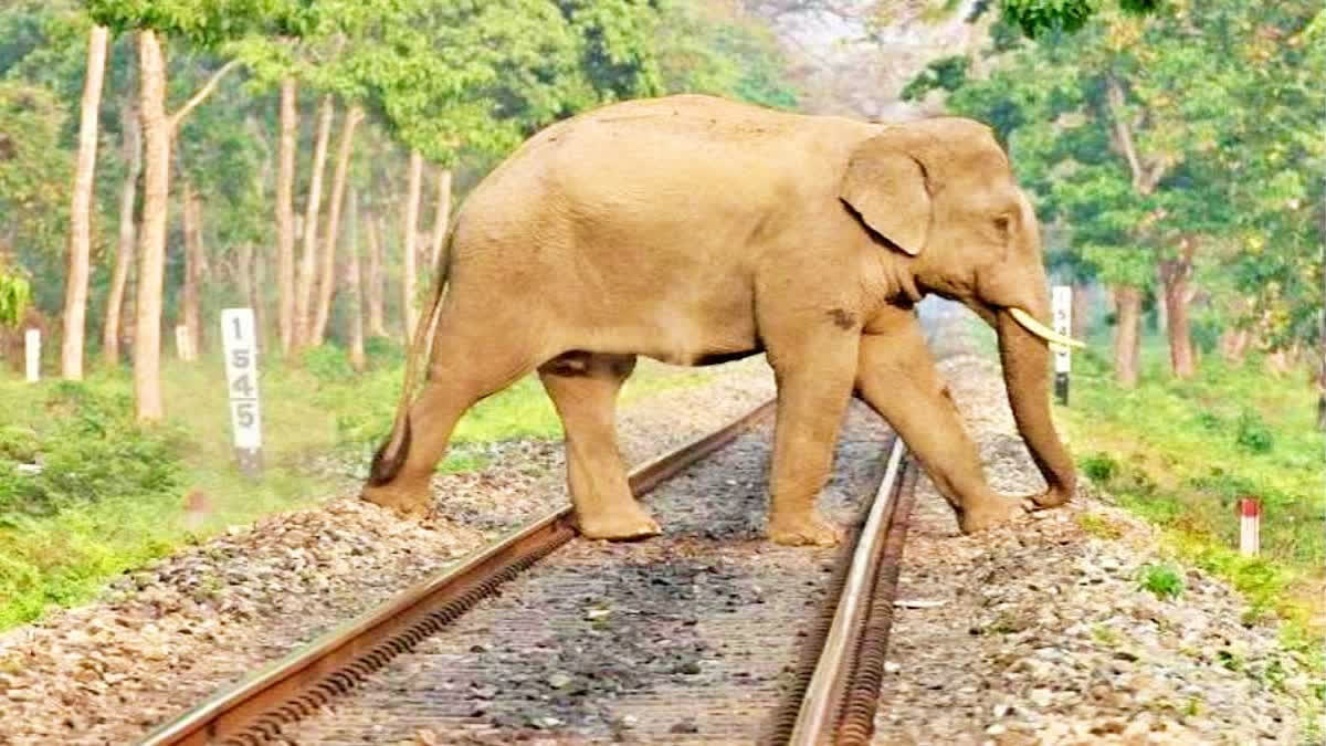 Post Bandhavgarh Tusker Deaths, MP To Use Satellite Collars To Track Elephants File Photo of an elephant crossing railway track