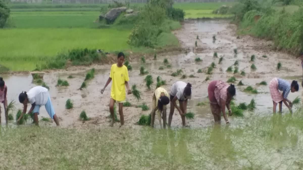 Agriculture In Jharkhand