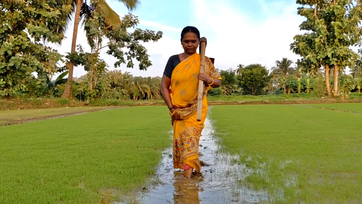 மகளிர் சுய உதவிக்குழுவை சேர்ந்த பெண் விவசாயி