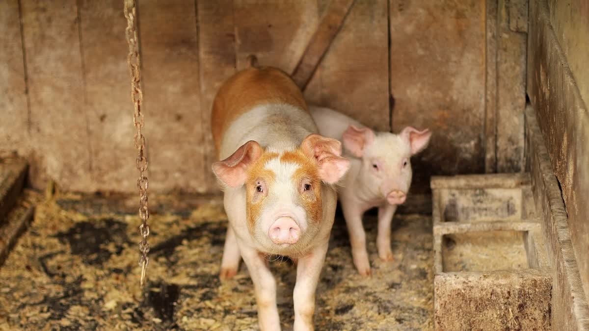 African Swine Fever Detected After 37 Pigs Die At Farm In Kerala’s Kozhikode