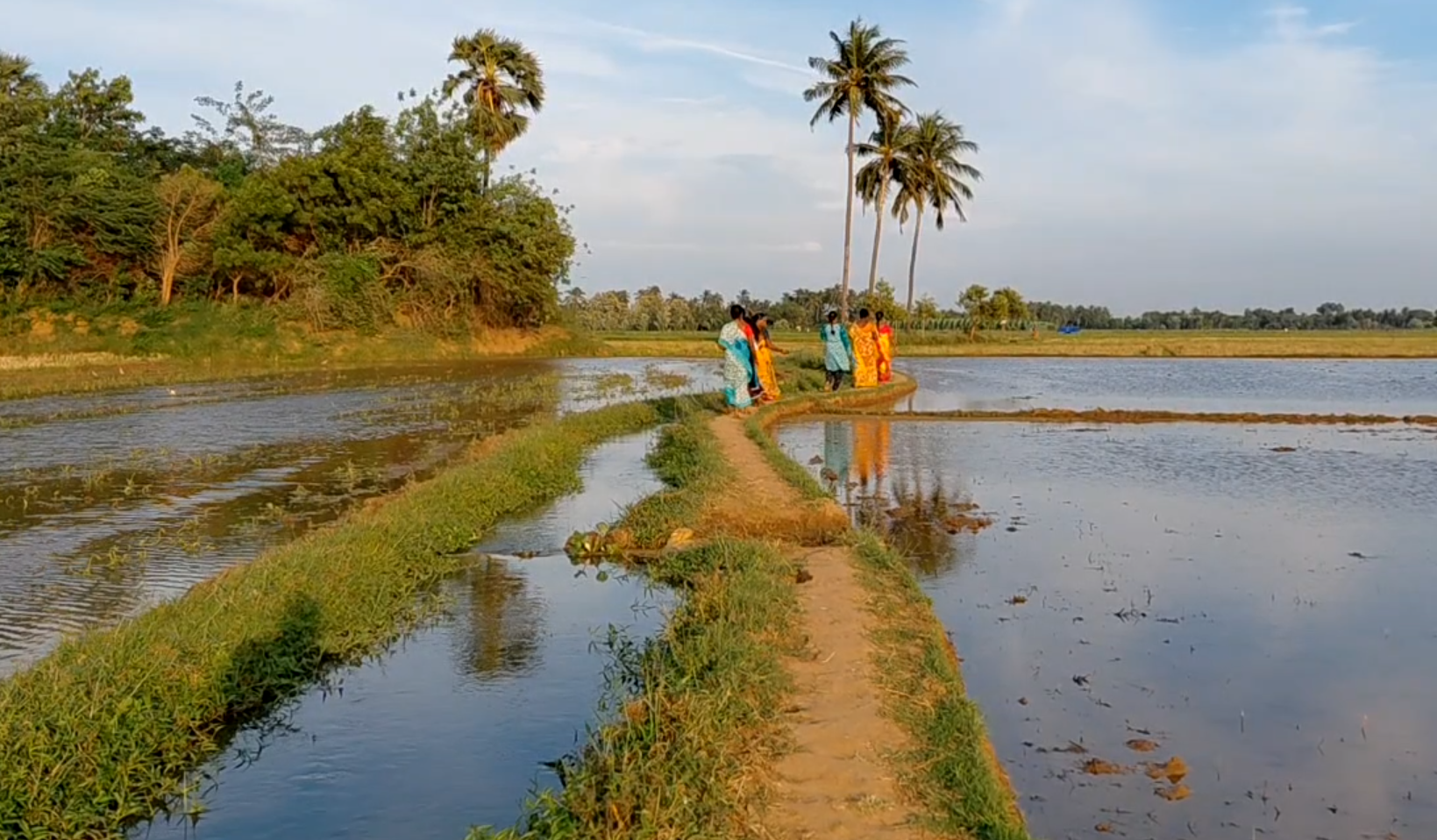 பாரம்பரிய நெல் உற்பத்தியில் களமிறங்கியுள்ள மகளிர் சுய உதவிக்குழுவினர்