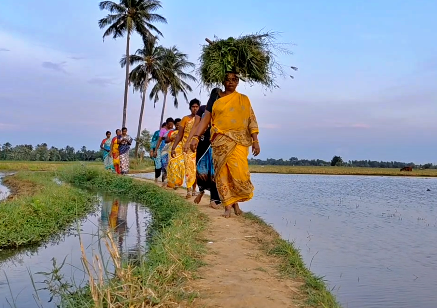 பாரம்பரிய நெல் உற்பத்தியில் களமிறங்கியுள்ள மகளிர் சுய உதவிக்குழுவினர்