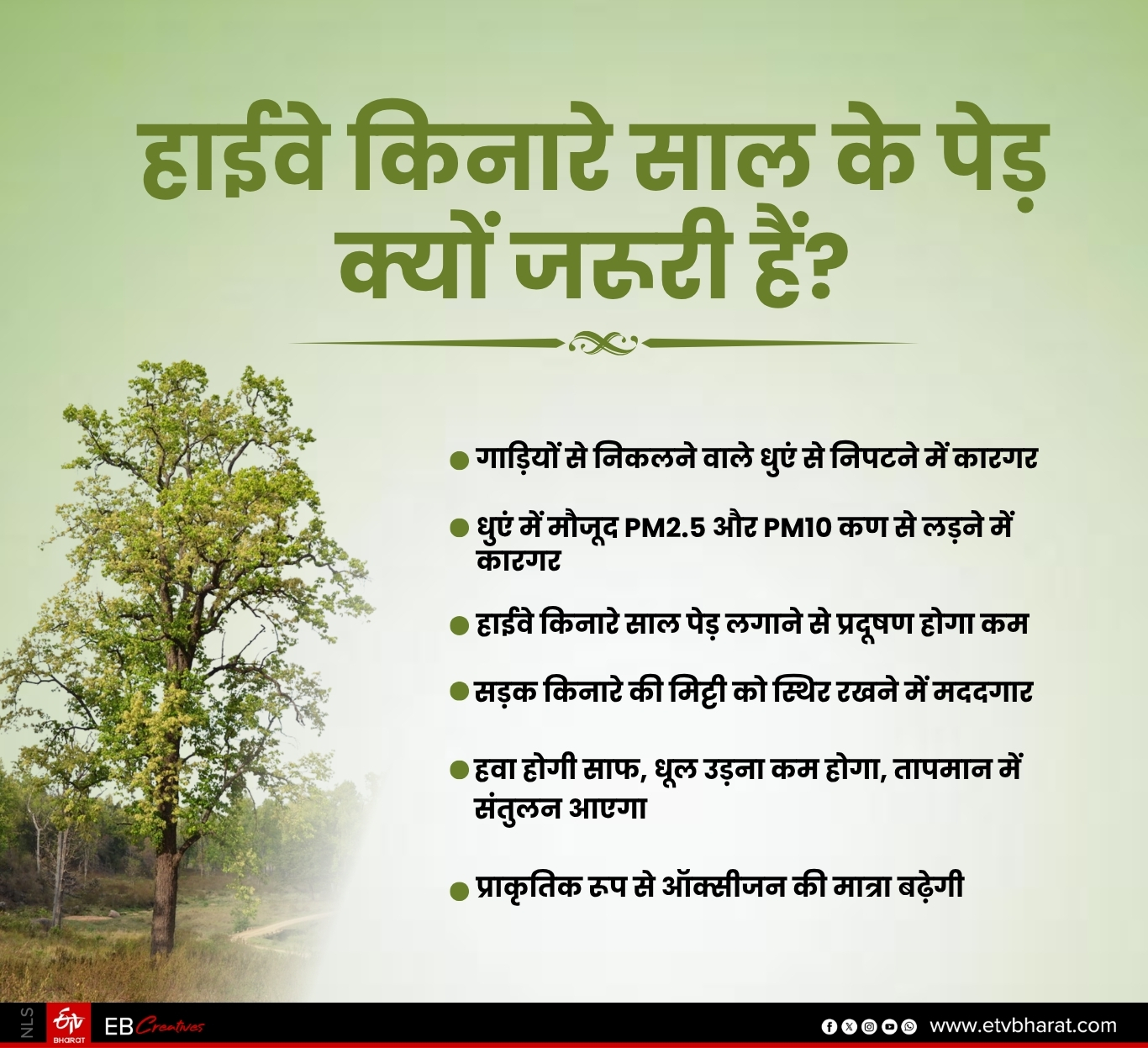 हाईवे किनारे साल के पेड़ लगाना जरुरी