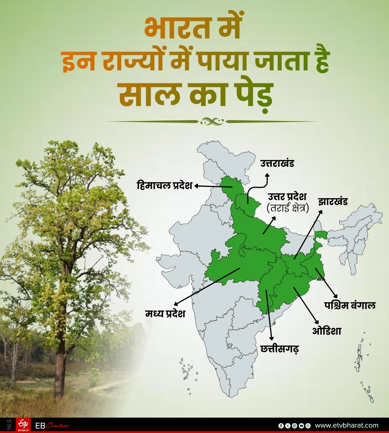 देश के इन राज्यों में पाया जाता है साल का पेड़