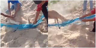 deer rescued by sibling in rajasthan