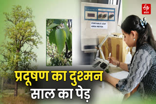 बेस्ट नेचुरल Air Purifier साल का पेड़