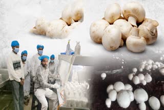 Mushroom Farming Success Story