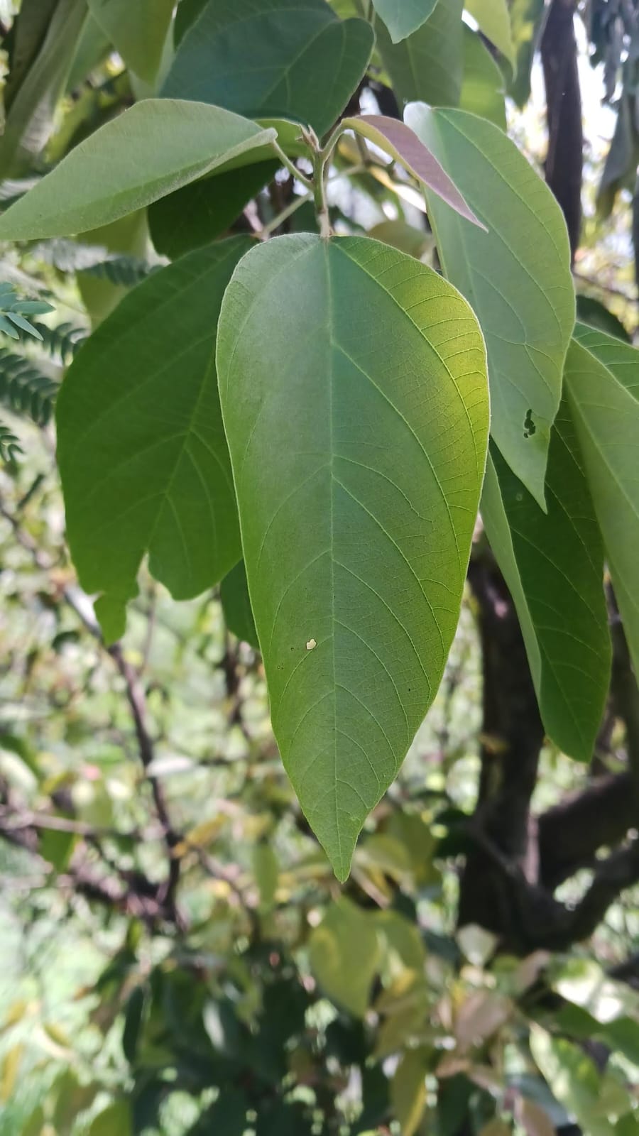 साल के पेड़ की पत्तियां
