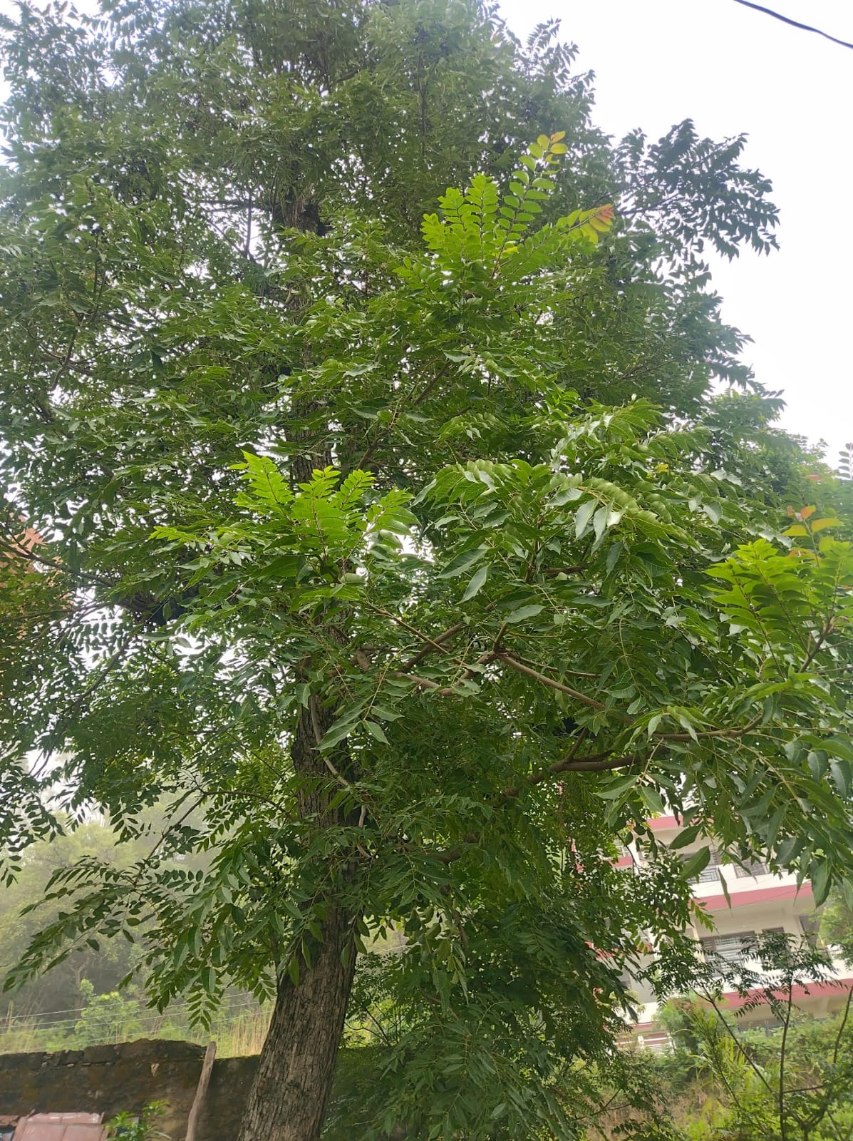 हाईवे और सड़क किनारे साल पेड़ लगाने से प्रदूषण में आएगी कमी