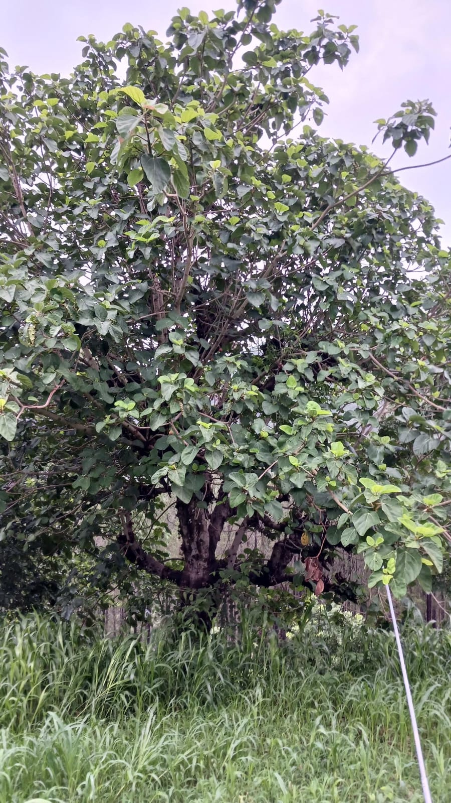 साल का पेड़ प्रदूषण  से लड़ने में कारगर