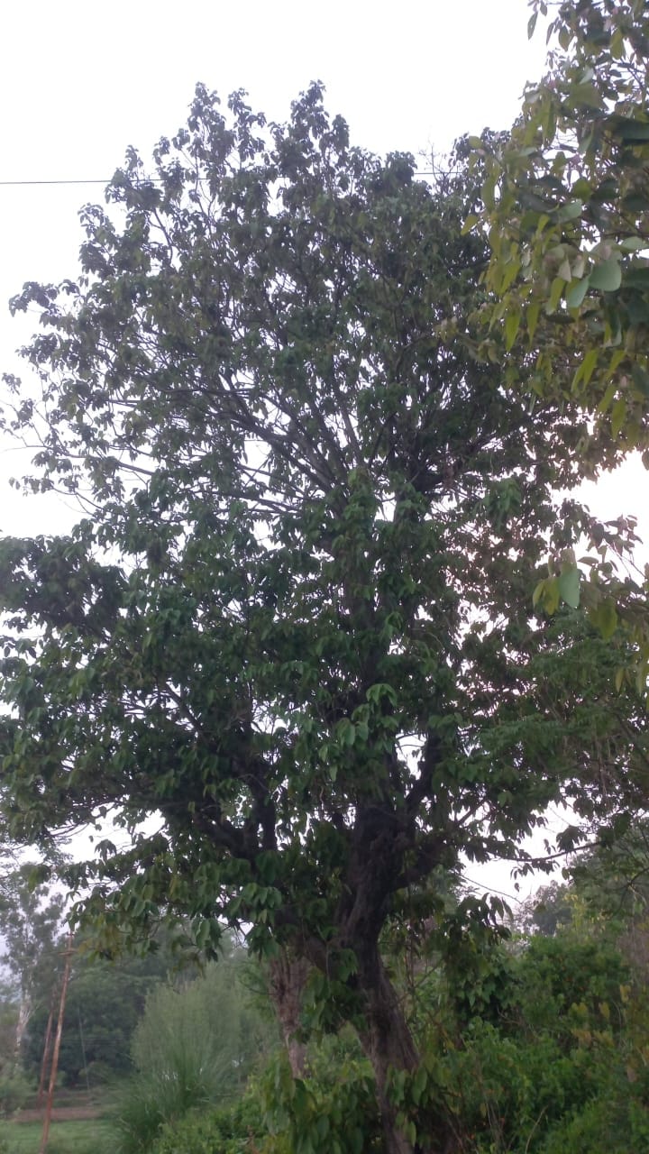 हिमाचल में पाया जाने वाला साल का पेड़