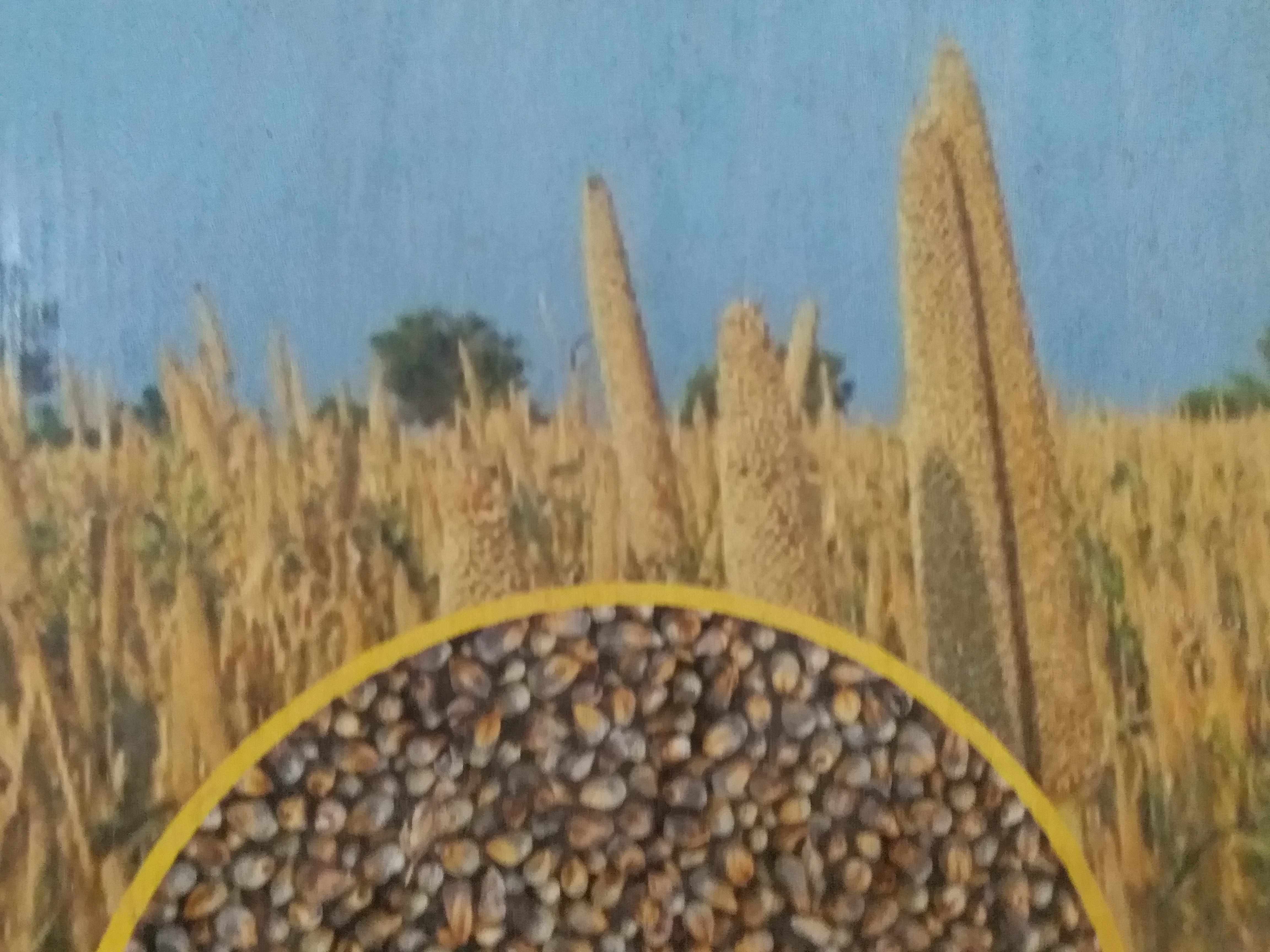 Agriculture In Jharkhand