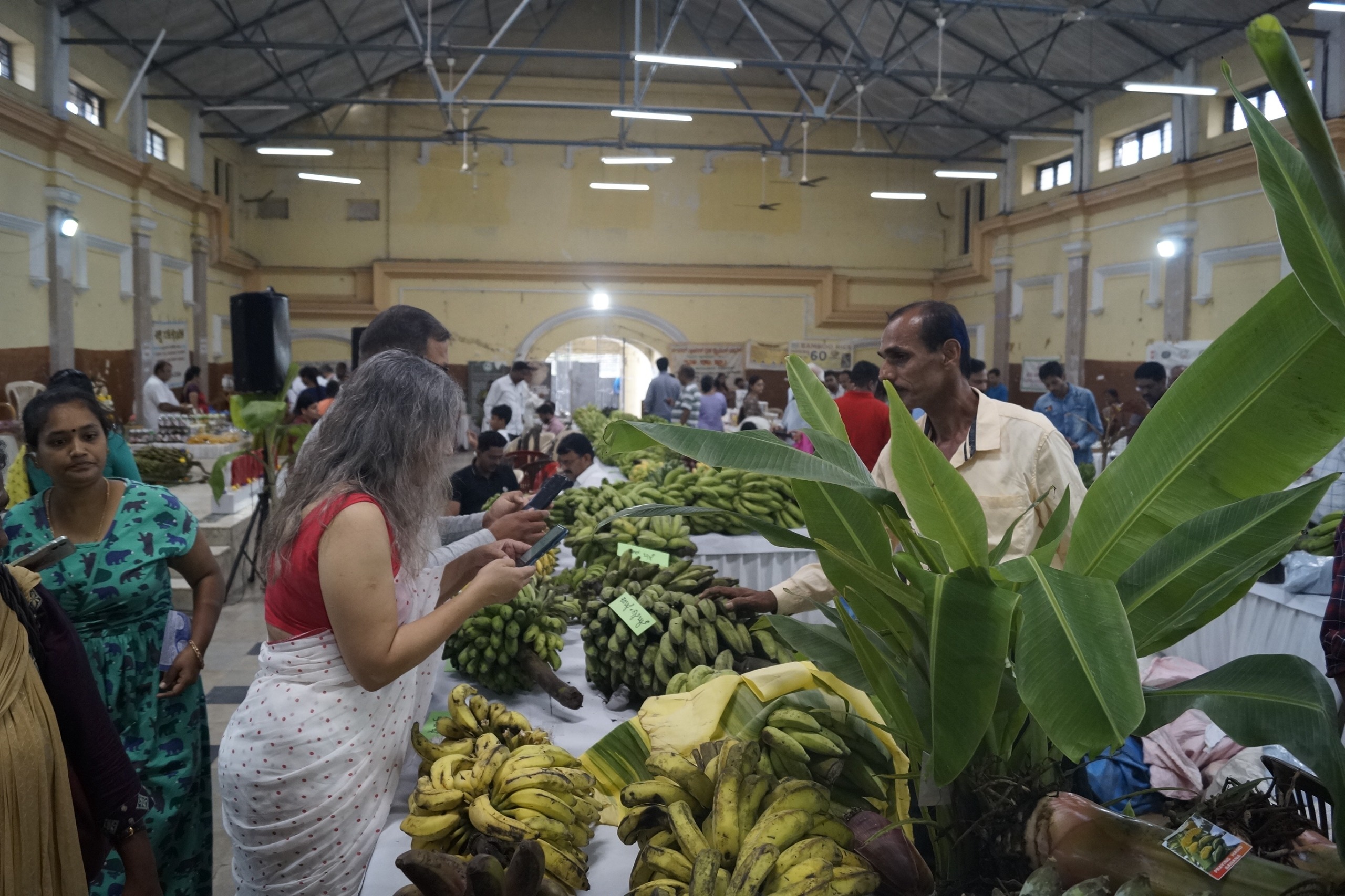 Rare banana variety exhibited in Mysuru