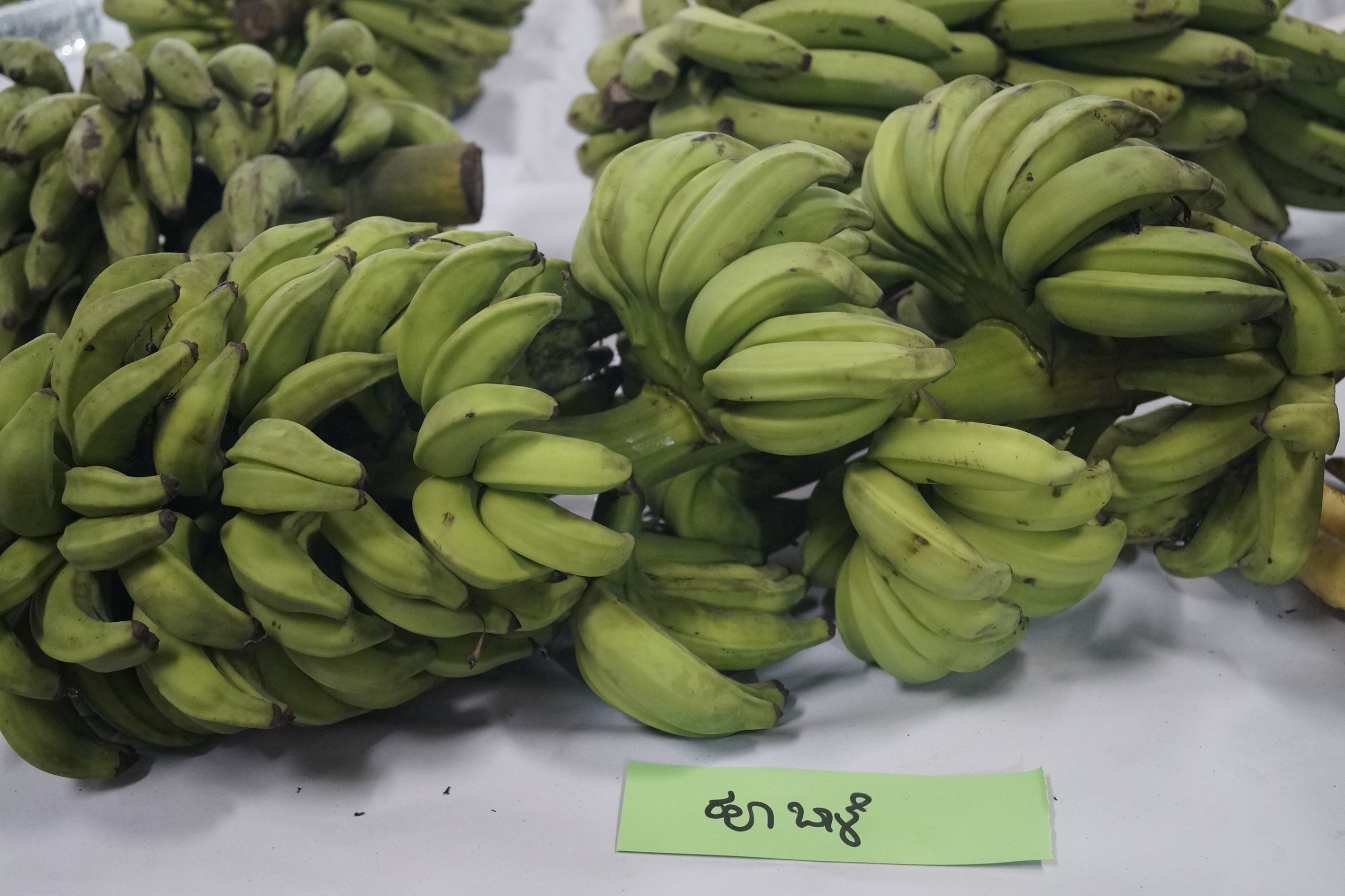 Rare banana variety exhibited in Mysuru