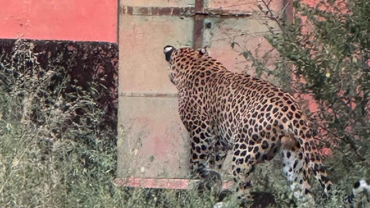आबादी इलाके में लेपर्ड का मूवमेंट