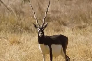 10 Blackbucks Die Due To 'Bacterial Infection' In Zoological Park In Jharkhand's Jamshedpur