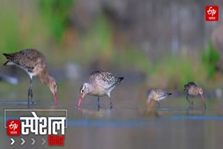 Bar tailed godwit Bird