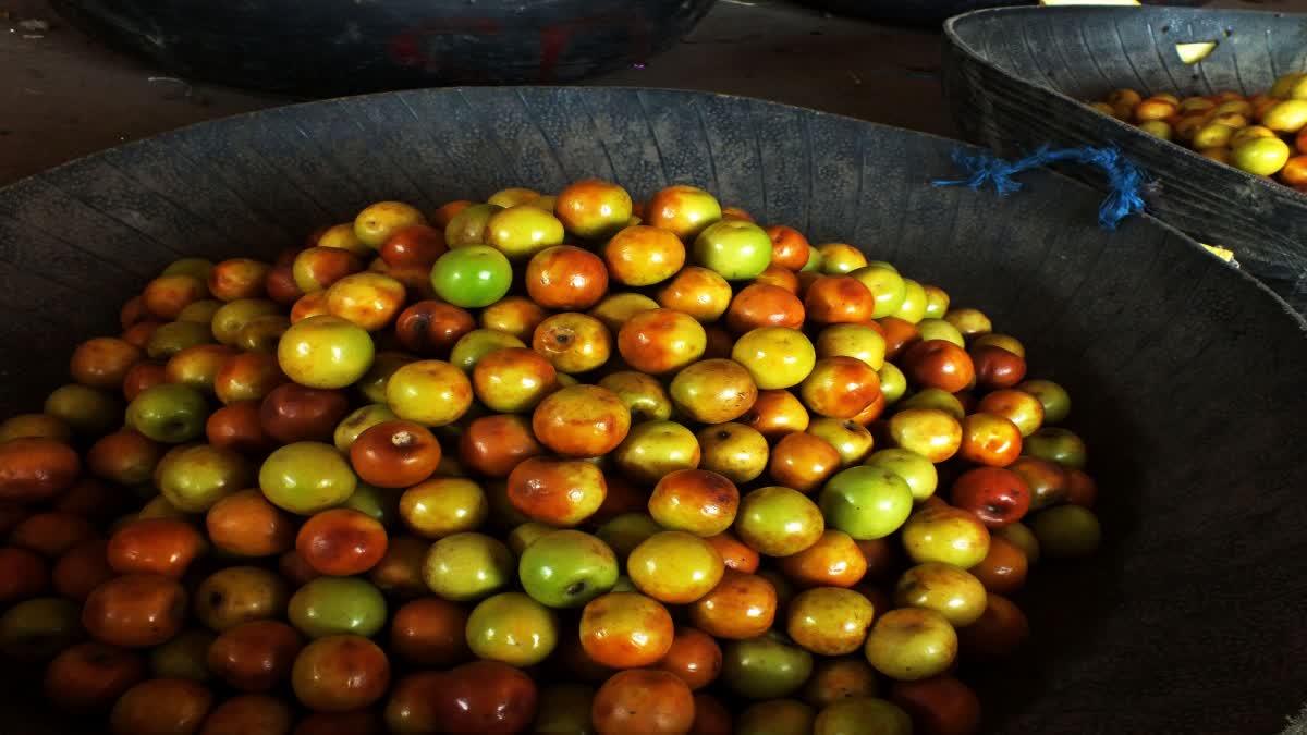 HEALTH BENEFITS OF PLUM FRUIT  WINTER SEASON FRUIT  PLUM FRUIT  PLUM FRUIT BENEFITS