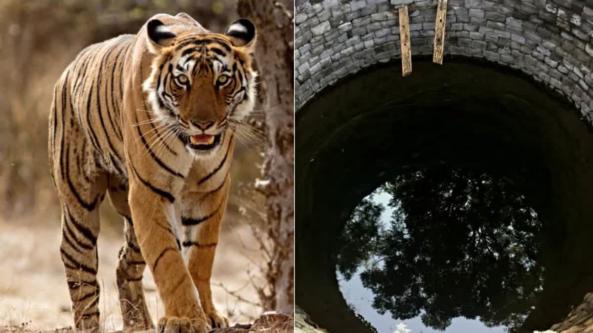 Two Tiger Died in 48 hours
