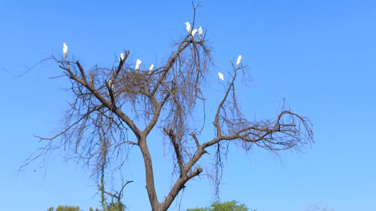 Bhopal Ayodhya bypass road