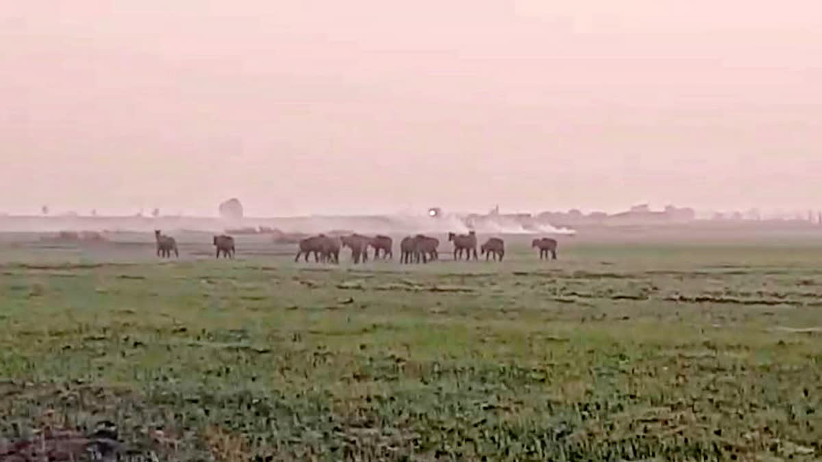 Nilgai In Bihar