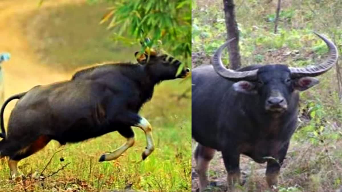 Wild Buffalos in Madhya pradesh