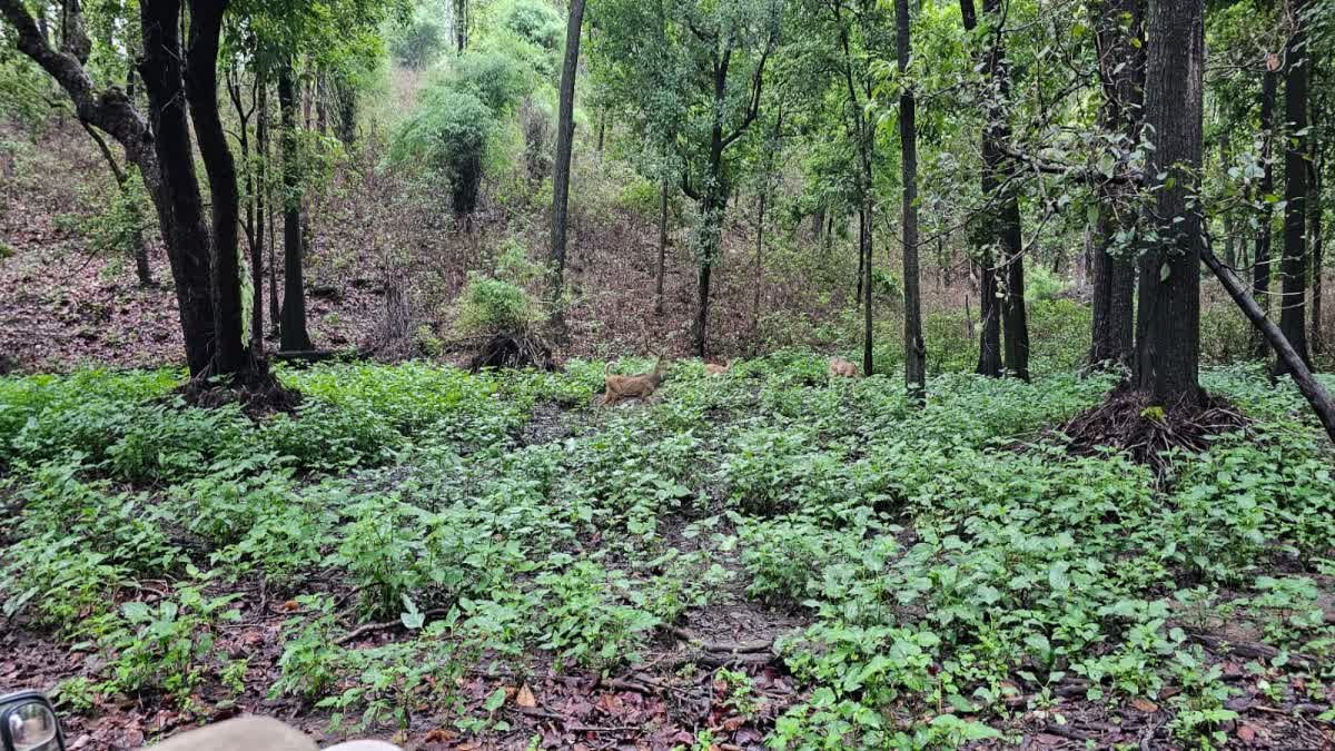 MALE SKELETON FOUND KANHA