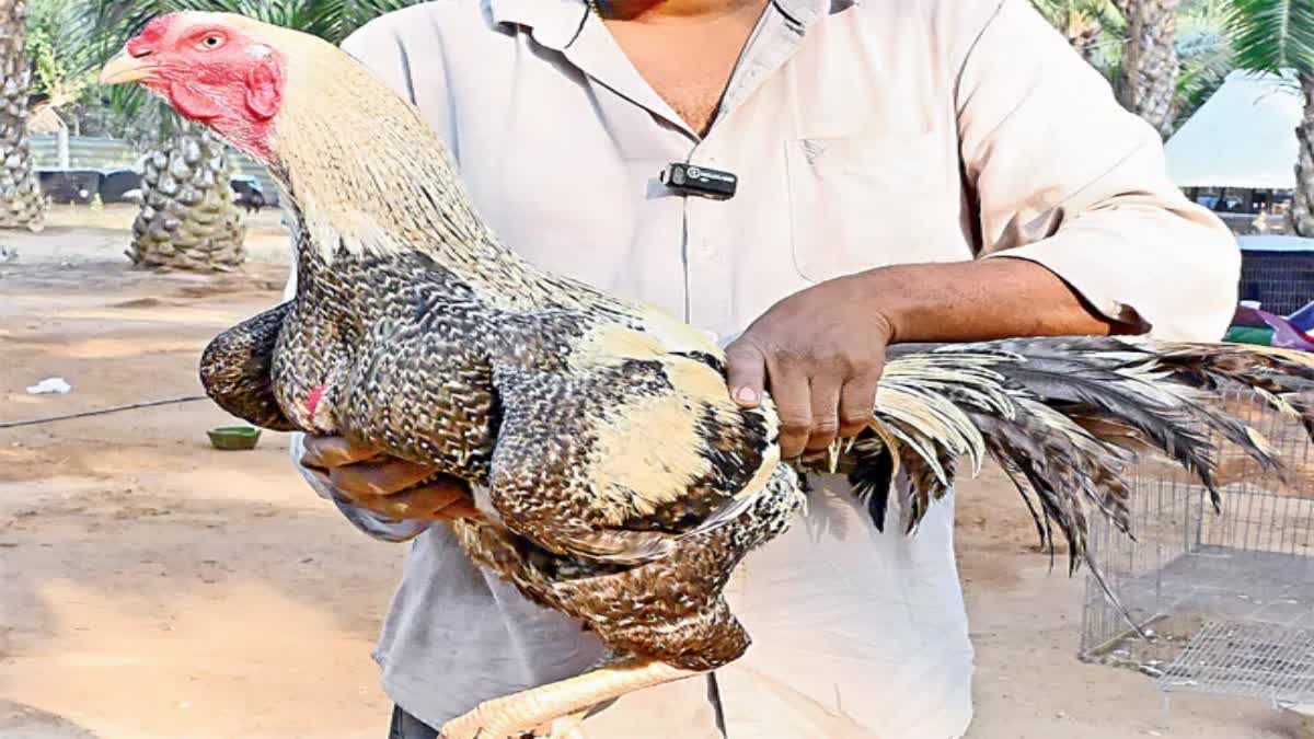 Cock Cost Rs. 3.50 Lakhs in AP