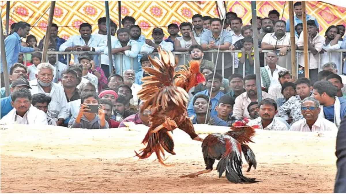 Arrangements For Cockfights In Anakapalli District