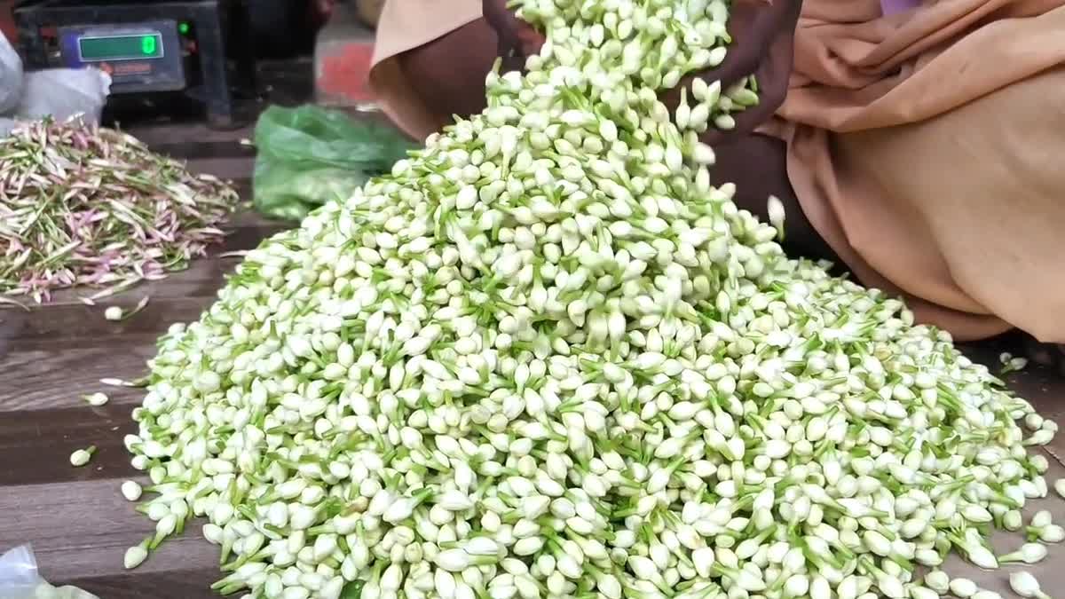 மதுரை மாட்டுத்தாவணி மலர் சந்தையில் விற்பனைக்காக குவித்து வைக்கப்பட்டிருக்கும் மதுரை மல்லிகைப்பூ