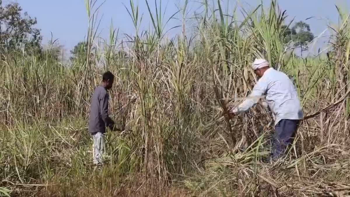 Magh Bihu preparations