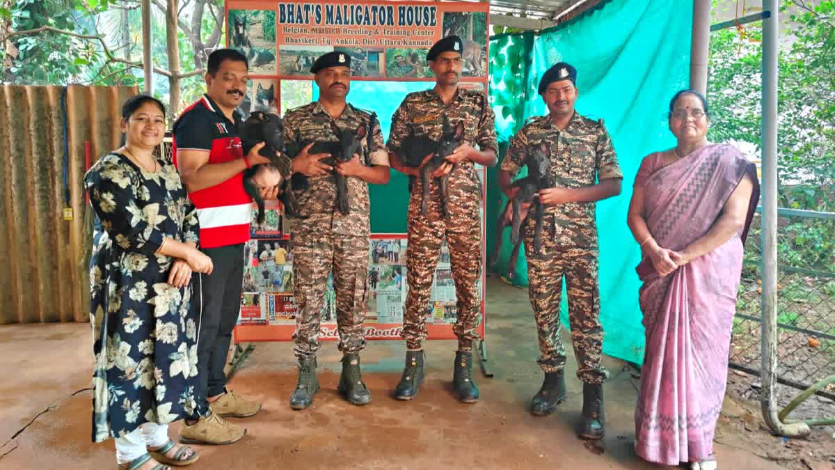 Belgian Malinois Dogs