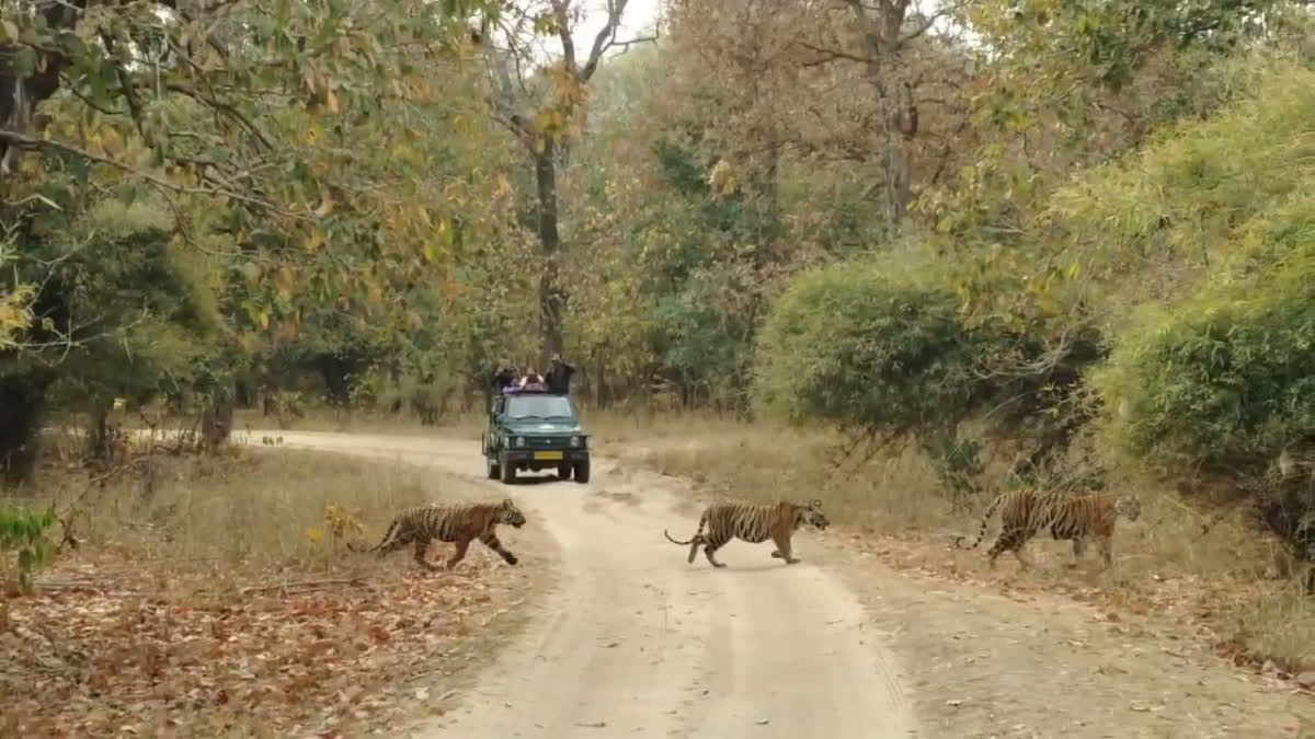 Bandhavgarh Tiger Reserve