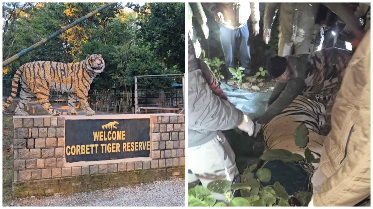 Ramnagar tiger tranquilized