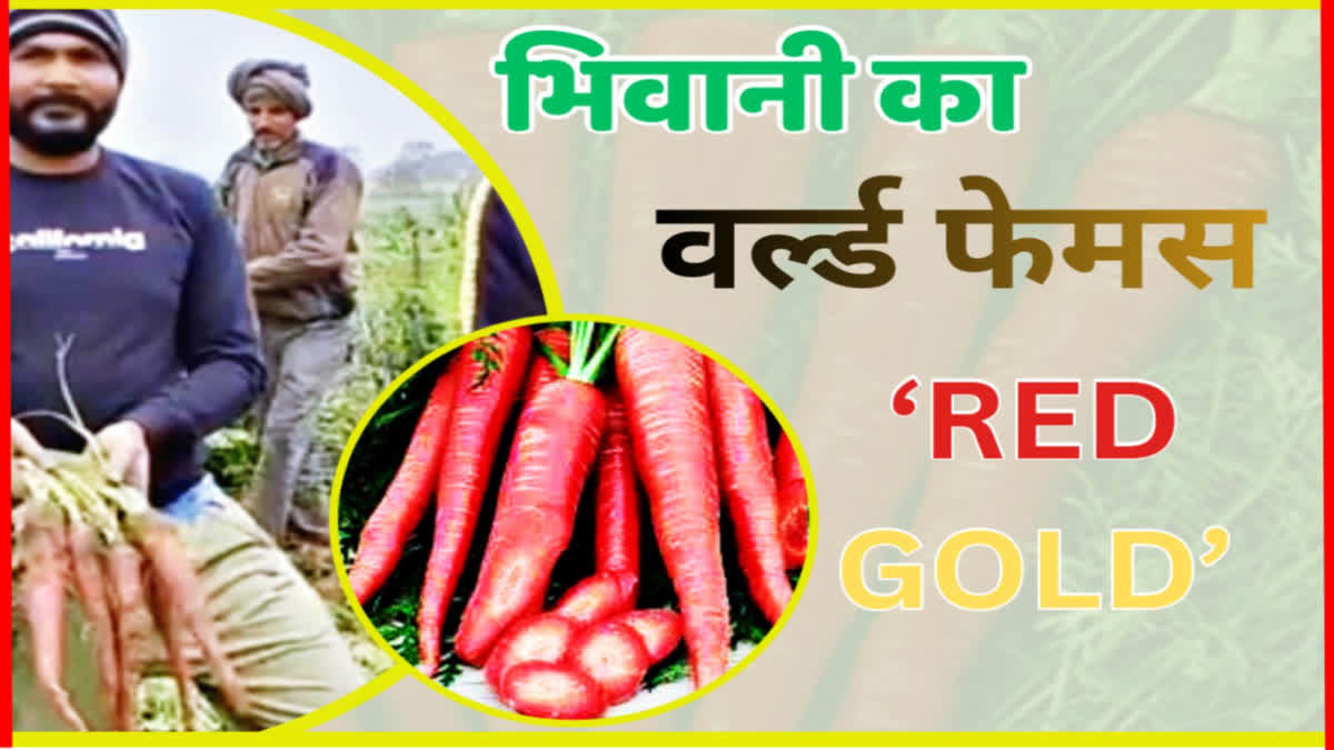 Bhiwani carrot cultivation