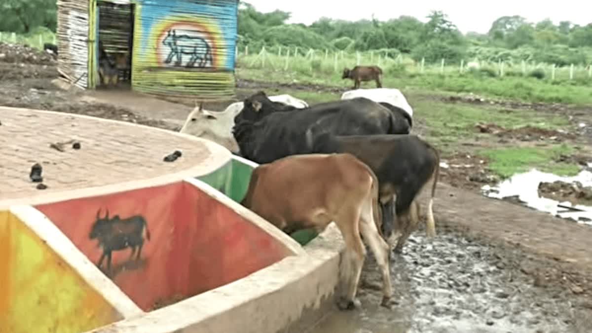 Cow Protection Initiative