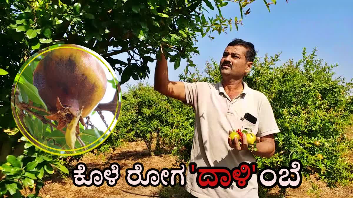 pomegranate-crop-loss-due-to-severe-cold-at-davanagere