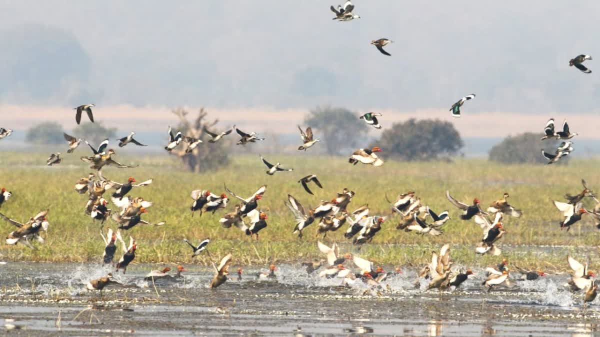 Hirakud reservoir turned out to be a paradise of lakhs of migratory birds