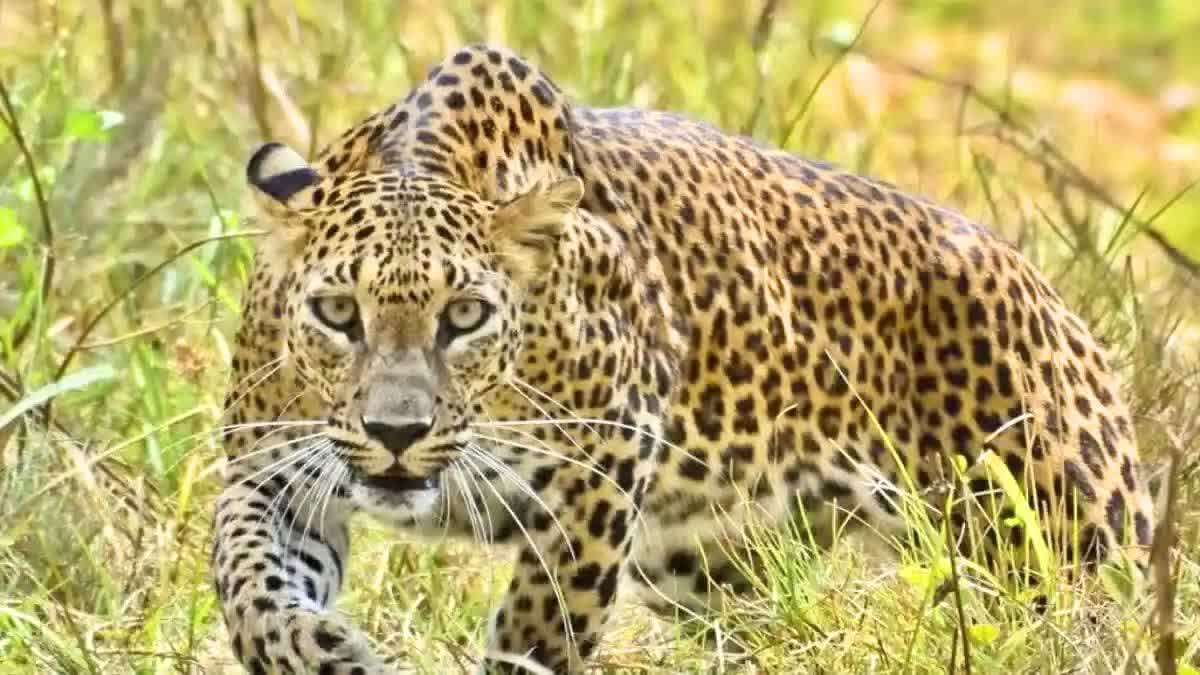 Leopard Kills 4 Years Child