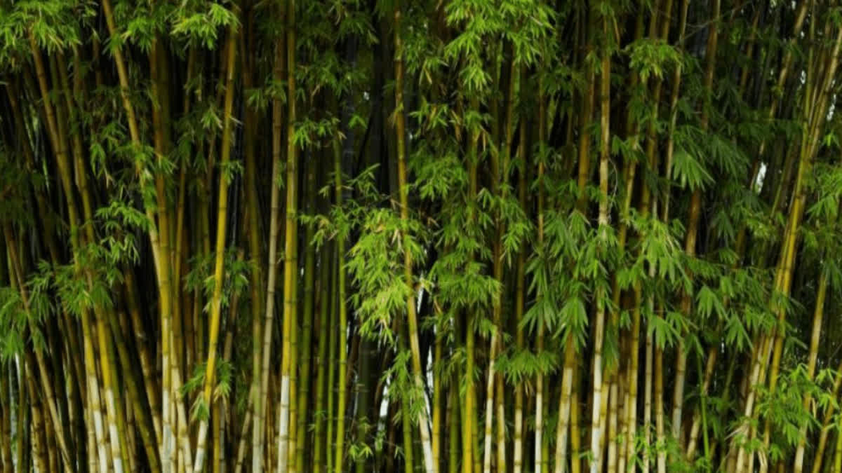 NATIONAL BAMBOO CONCLAVE